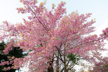 Blooming pink Wild Himalayan Cherry or Prunus cerasoides at Chiangmai Royal Agricultural Research Center (Khun Wang), Thailand