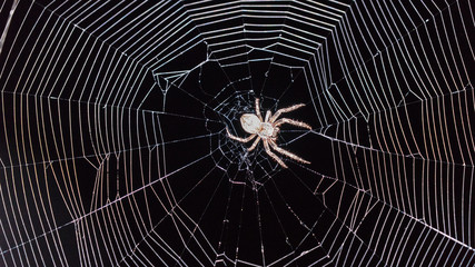 Spider sits in the web at night. Black background, Sochi
