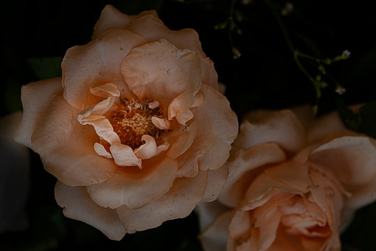 Pale peach rose 
