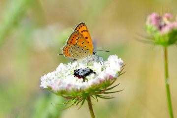 Closeup beautiful butterfly sitting on the flower.