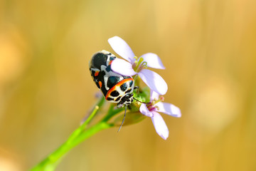 Close up  beautiful  insect - stock image