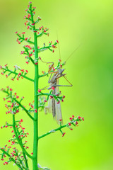 Close up of pair of Beautiful European mantis ( Mantis religiosa )