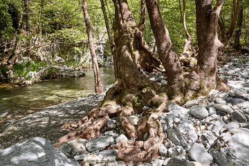 stream in forest