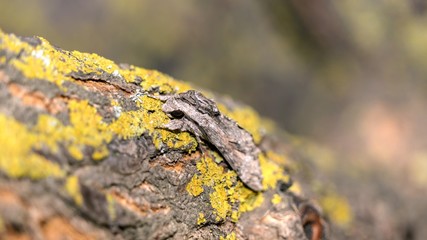 Close up of moth disguises itself on a tree in a moss, Sochi