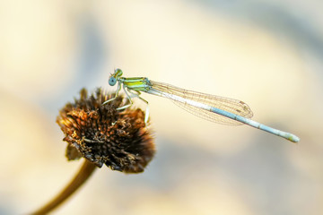 Macro shots, showing of eyes dragonfly and wings detail. Beautiful dragonfly in the nature habitat.