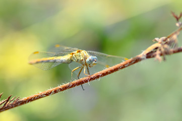 Macro shots, showing of eyes dragonfly and wings detail. Beautiful dragonfly in the nature habitat.