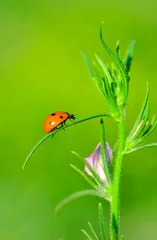Fototapete Schmetterling Beautiful ladybug on leaf defocused background  © blackdiamond67