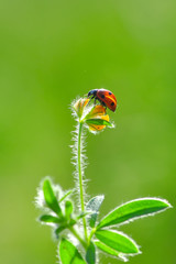 Beautiful ladybug on leaf defocused background