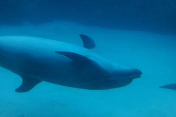 Dolphins swimming in aquarium pool