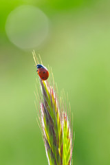 Fototapeta premium Beautiful ladybug on leaf defocused background