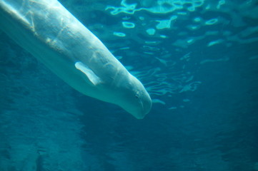 Beluga in the aquarium