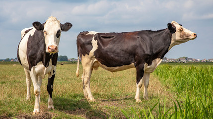 Two mature black and white cows, frisian holstein, standing in a pasture under a blue sky.
