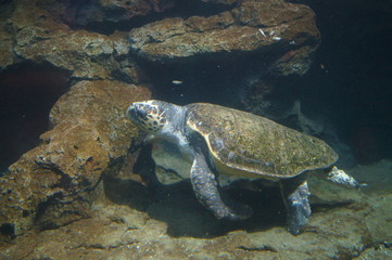 Obraz premium Sea turtle in the aquarium