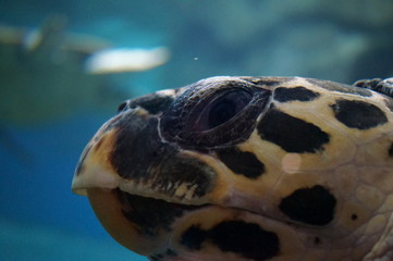 Sea turtle in the aquarium