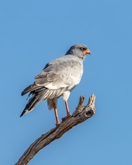 goshawk on branch with blue sky background