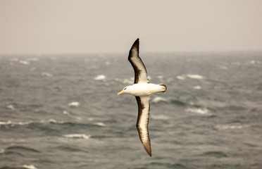 Black-browed albatross soaring over Southern Ocean