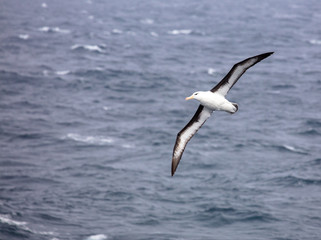 Fototapeta na wymiar Black Browed Albatross over the Southern Ocean 