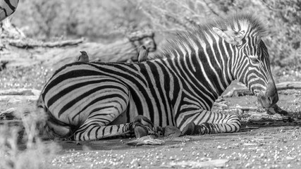 Fototapeta na wymiar Zebra resting in the african bush