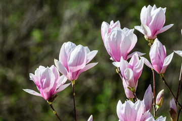 Close up of many delicate white pink magnolia flowers in full bloom on a branch in a garden in a sunny spring day, beautiful outdoor floral background