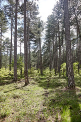 Naklejka premium path in the forest