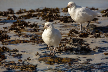 Pair of Snowy Sheathbills, Falkland Islands