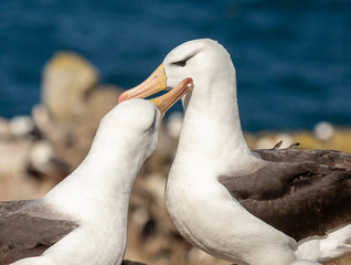 Courting Black-browed albatrosses, Falkland Islands