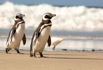 Magellanic Penguins on a beach in the Falkland Islands