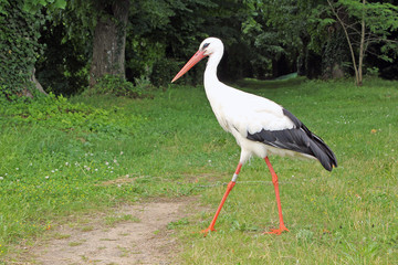 promenade de la cigogne