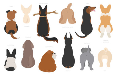Dogs poses behind. Dog`s butts. Flat design clipart