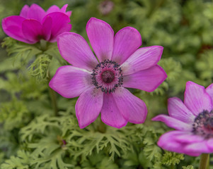 Obraz premium Anemone coronaria, the poppy anemone, Spanish marigold, or windflower, species of flowering plant in the genus Anemone