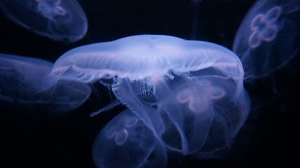 Moon jellyfish in aquarium tank