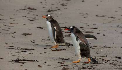 Gentoo Penguins on a beach, Falkland Islands