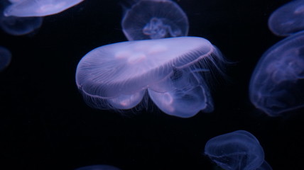 Moon jellyfish in aquarium tank