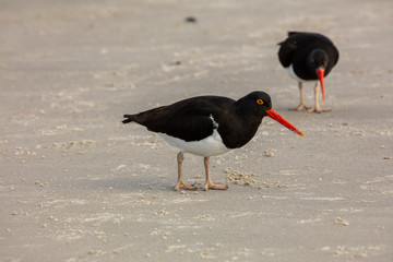 Magellanic Oystercatchers, Falkland Islands 