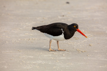 Magellanic Oystercatcher, Falkland Islands 