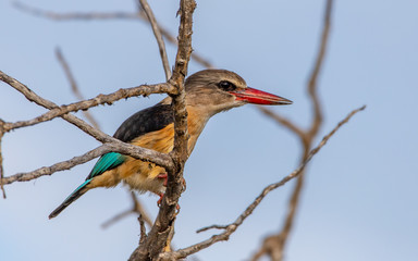 Kingfisher on a branch