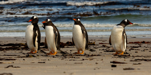 group of gentoo penguins
