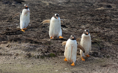 group of penguins