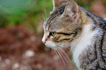 Gray cat portrait . stray cat looking camera in street . green eyes animals