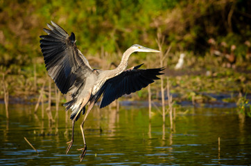 Great Blue Heron (Ardea herodias) in Cano Negro Wildlife Refuge, Costa Rica