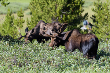 Shiras Moose in the Rocky Mountains of Colorado