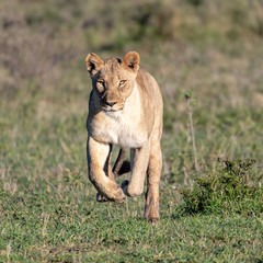 Fototapeta na wymiar Lioness running forward