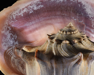   Purple clam shell with spiny conch shell in foreground studio shot closeup