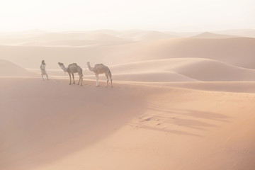Fototapeta na wymiar Bedouin and camel on way through sandy desert Nomad leads a camel Caravan in the Sahara during a sand storm in Morocco Desert with camel and nomads Silhouette man Picturesque background nature concept