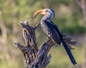 yellow billed hornbill on a dead tree in africa