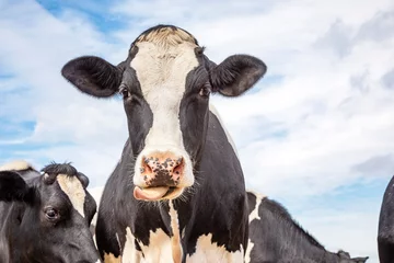 Foto op Aluminium Schattige koe likt haar lippen af met haar tong ver naar buiten en een blauwe hemelachtergrond © Clara