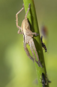 Tibellus oblongus slender crab spiders easy to find among the grasses of the meadows and streams in search of their prey