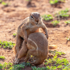 Naklejka na ściany i meble two ground squirrels wrestling in the african dirt