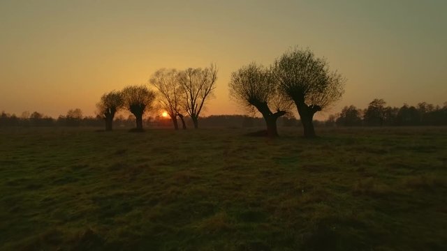 Dreamy, filmic, fantasy landscape in Poland. Wkra river bank at sunset with old willows silhouettes against setting sun. 