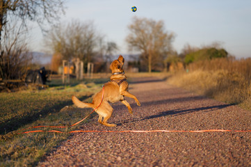 Fuchsroter Labrador Retriever springt nach einem Ball